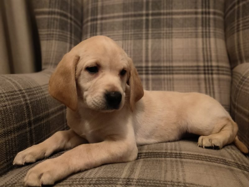 Homebred working Labrador pups