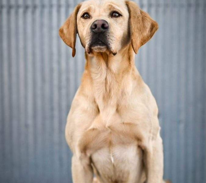 Homebred working Labrador pups - {CATEGORY} in 