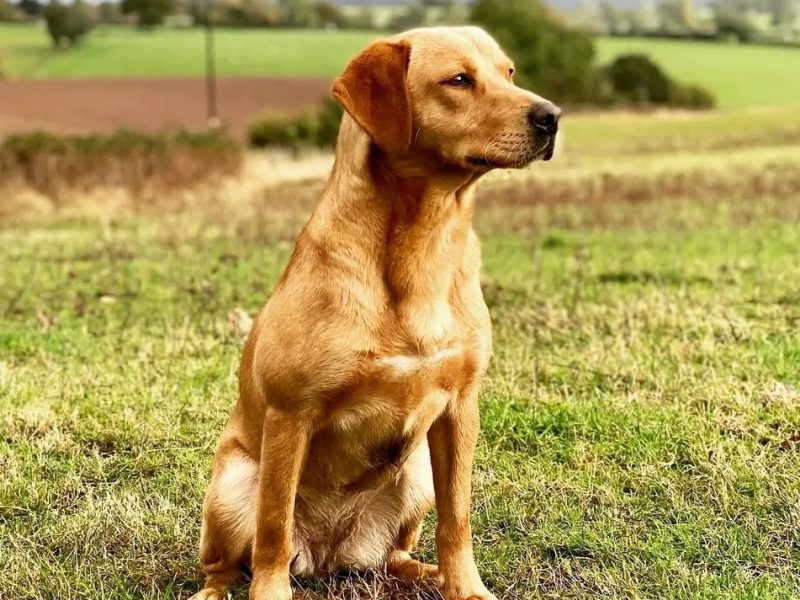 Homebred working Labrador pups - {CATEGORY}