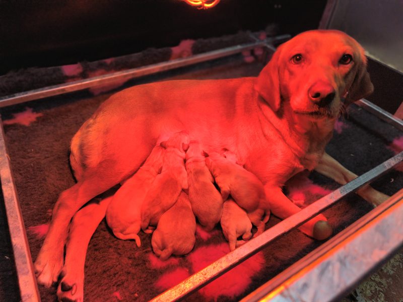 {CATEGORY} - Homebred working Labrador pups in 