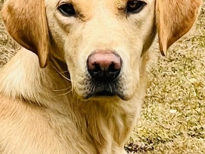 Male Labrador