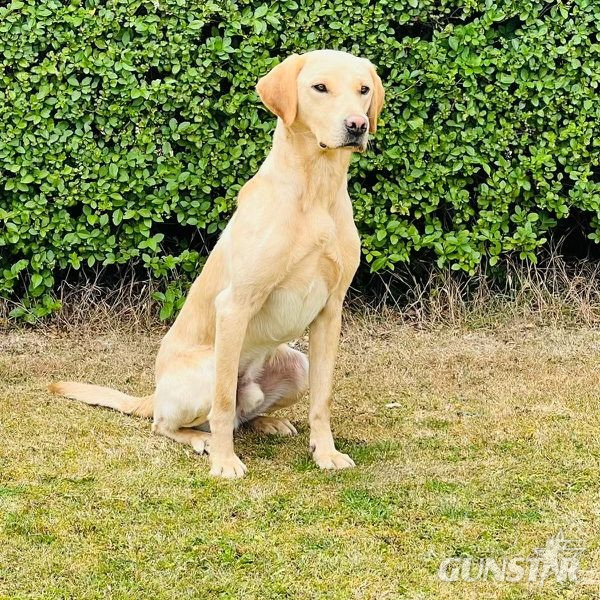 Male Labrador