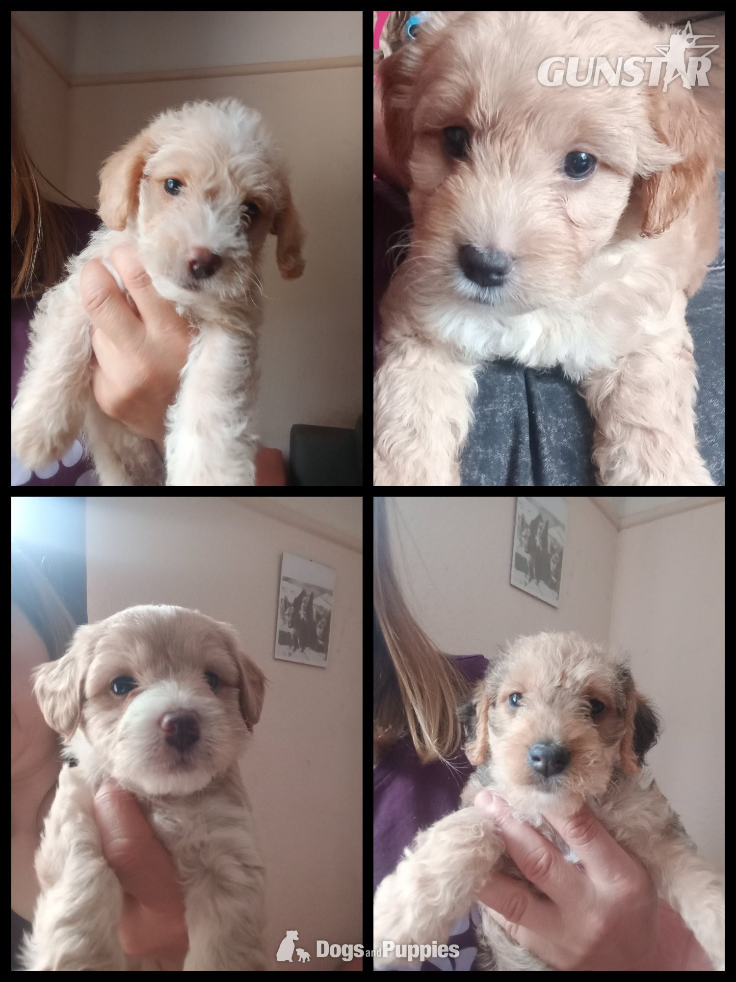 Jackapoo/ Cockapoo hybrid Female  in 