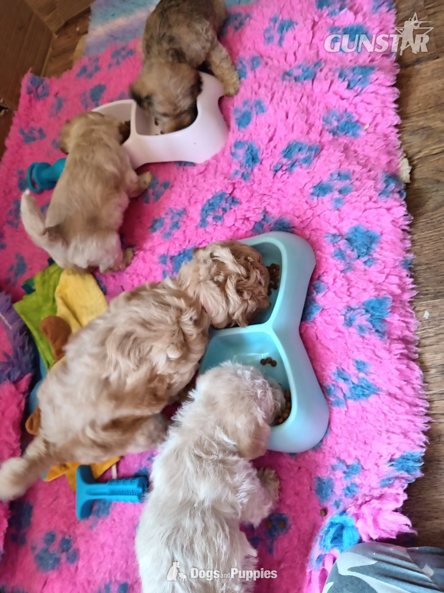 Jackapoo/ Cockapoo hybrid Female 
