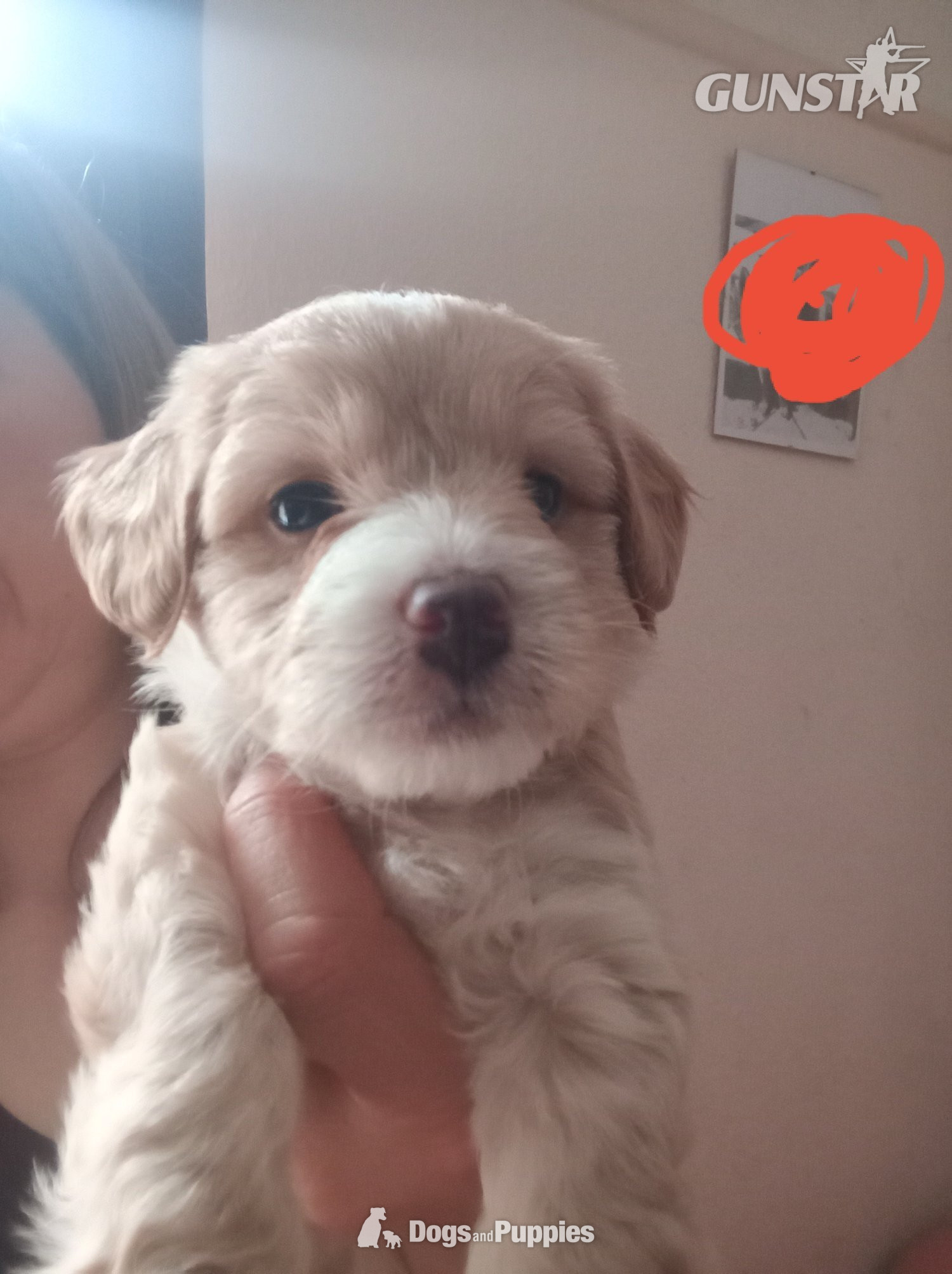  Jackapoo/ Cockapoo hybrid Female 