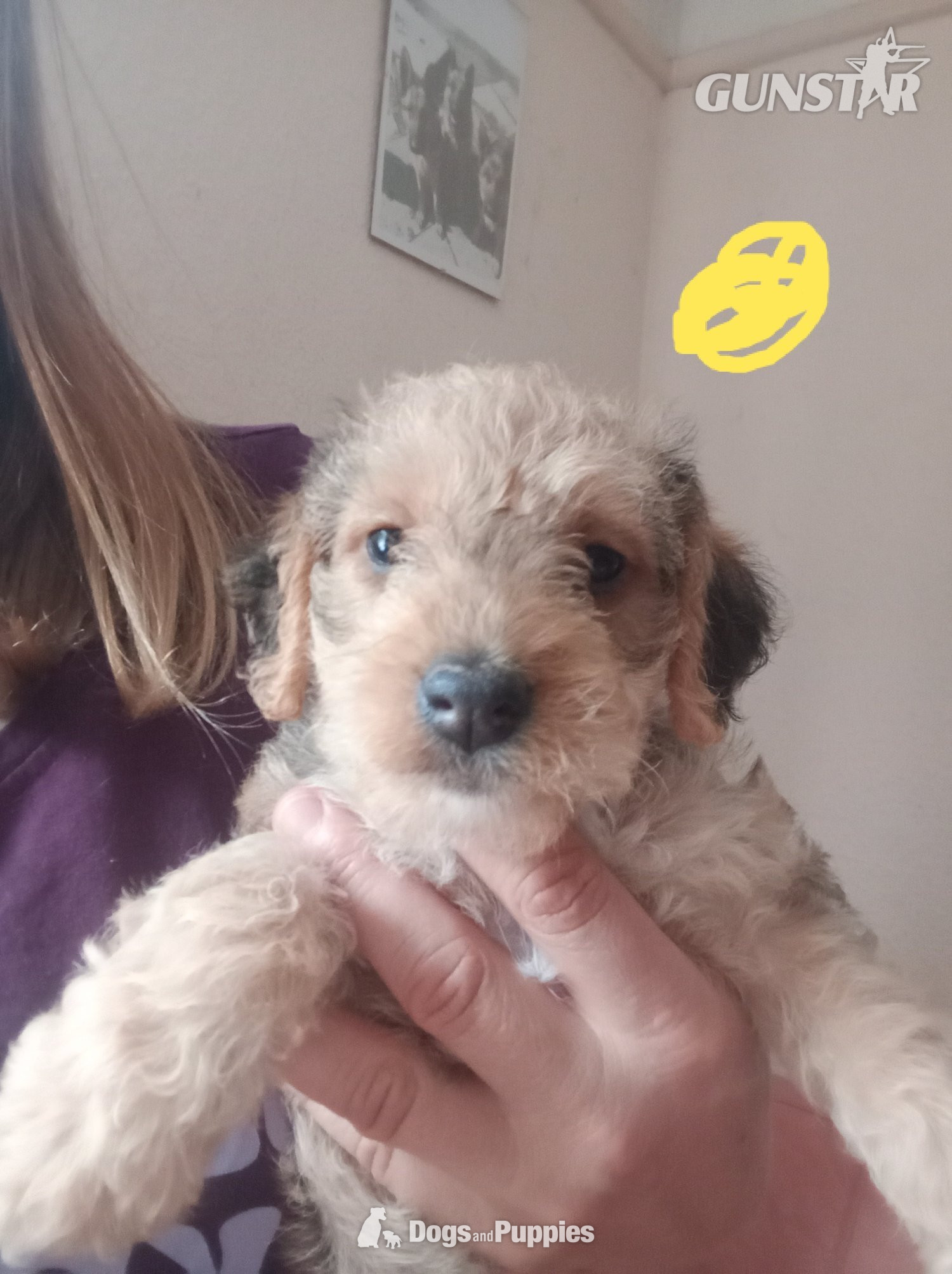 Jackapoo/ Cockapoo hybrid Female  - {CATEGORY} in 