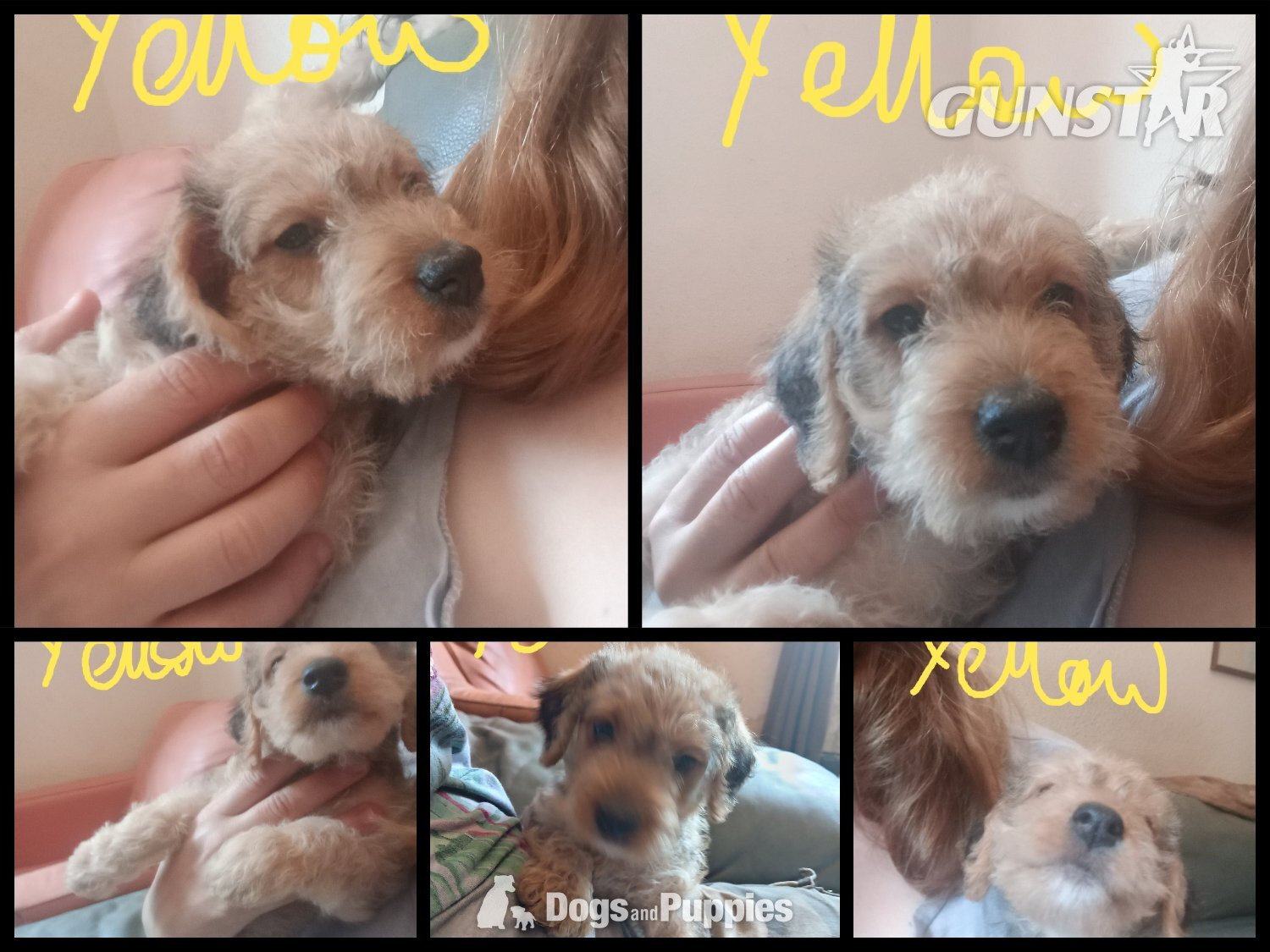 Jackapoo/ Cockapoo hybrid Female ready after 20th July  - {CATEGORY} in 