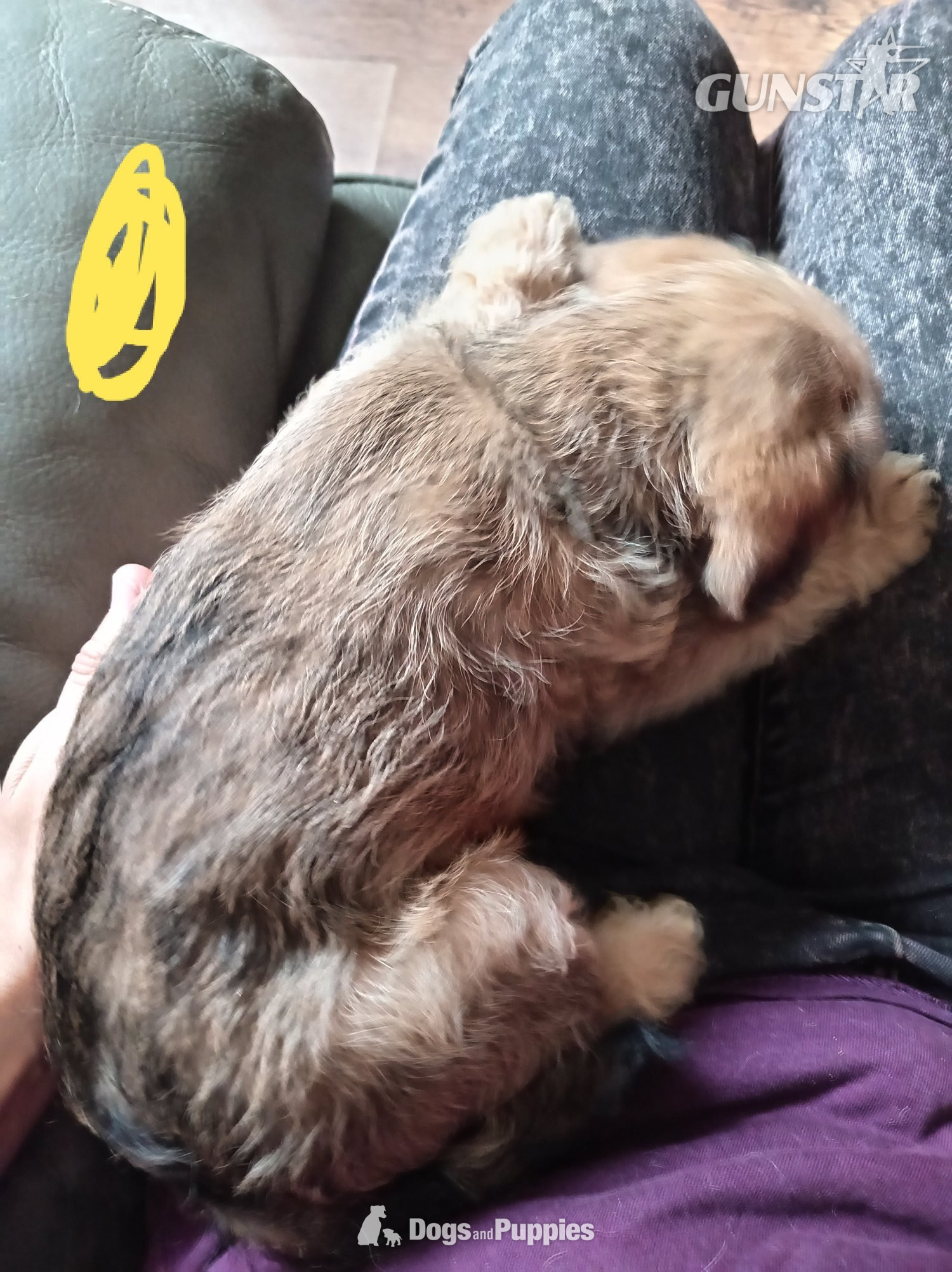 Jackapoo/ Cockapoo hybrid Female  - {CATEGORY}