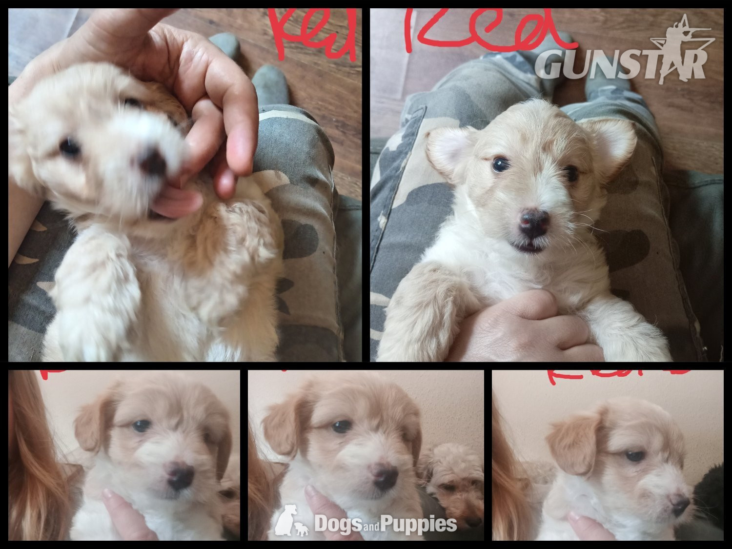 Jackapoo/ Cockapoo hybrid Female ready after 20th July  - {CATEGORY}