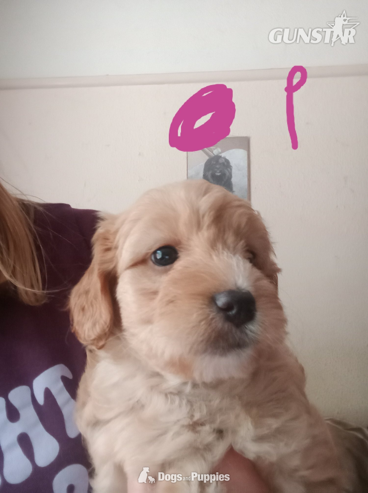 Jackapoo/ Cockapoo hybrid Female  