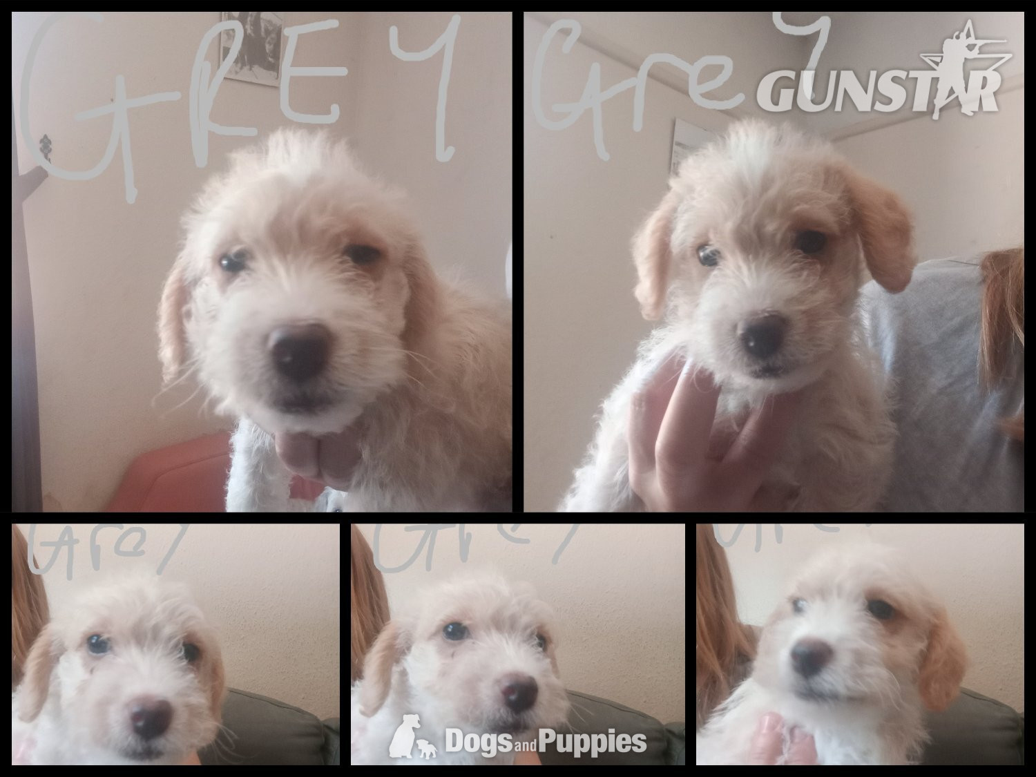 Jackapoo/ Cockapoo hybrid Female ready after 20th July  
