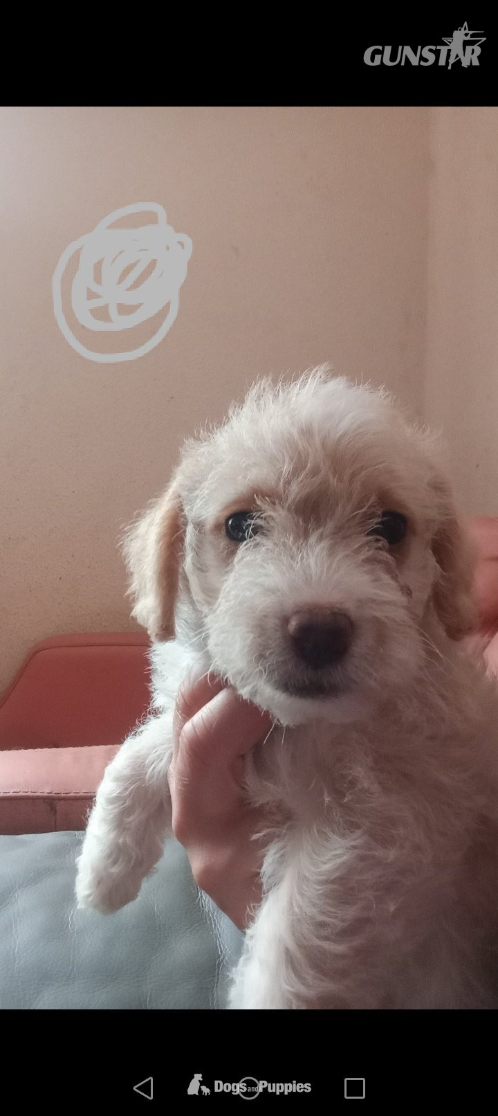 {CATEGORY} - Jackapoo/ Cockapoo hybrid Female  in 