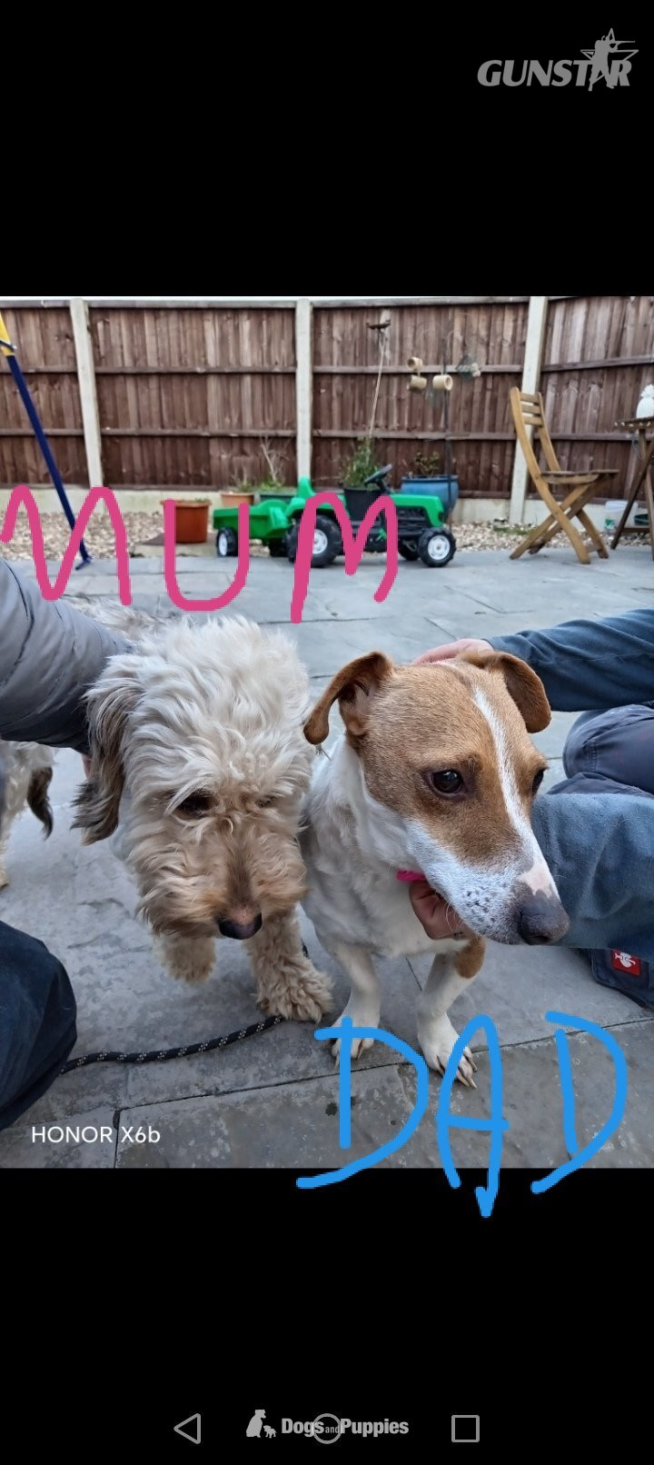 {CATEGORY} - Jackapoo/ Cockapoo hybrid Female 