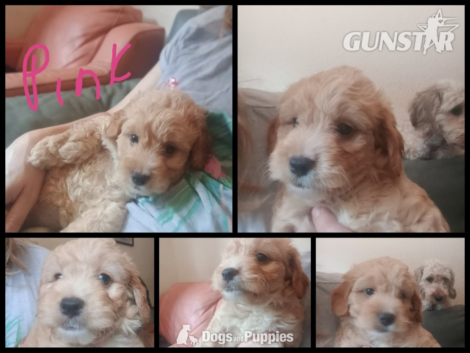  Jackapoo/ Cockapoo hybrid Females 