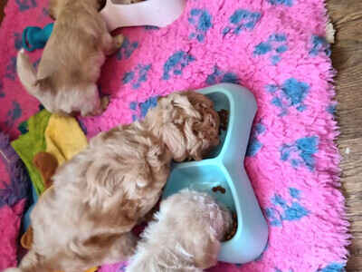 Jackapoo/ Cockapoo hybrid Females Ready NOW  23rd July 