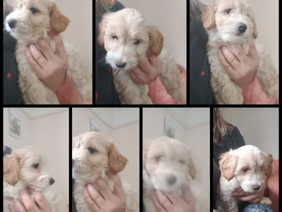 Jackapoo/ Cockapoo x 2 Left 