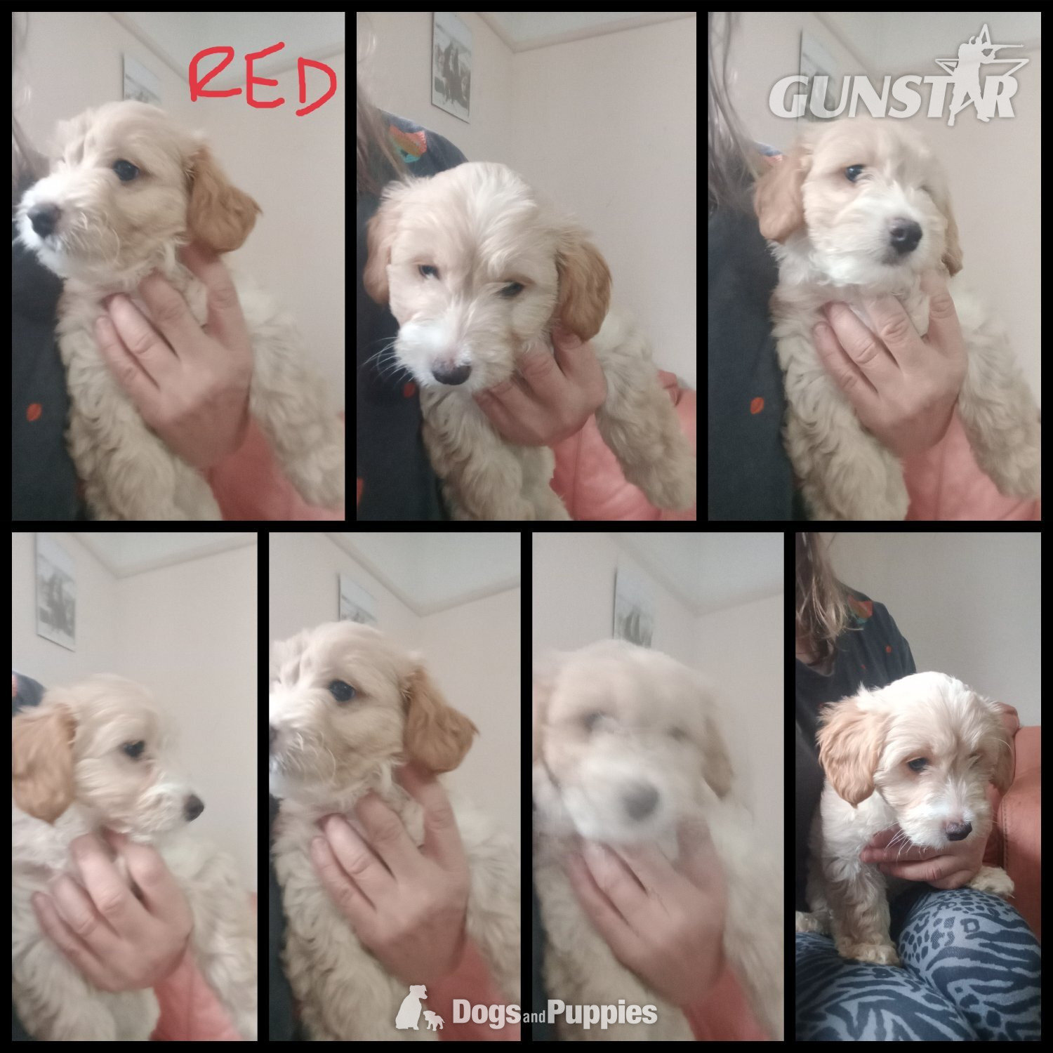 Jackapoo/ Cockapoo x 2 Left  in 