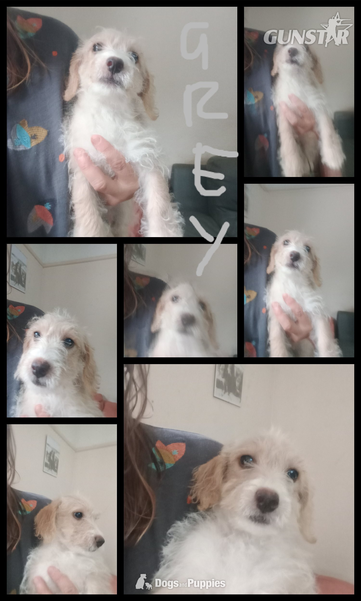 Jackapoo/ Cockapoo x 2 Left 