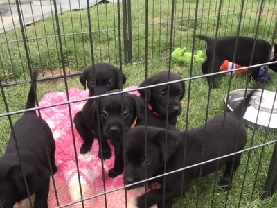First class Labrador puppies