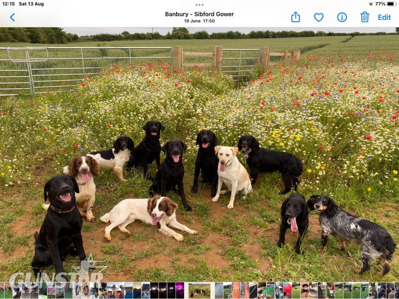 {CATEGORY} - First class Labrador puppies in 