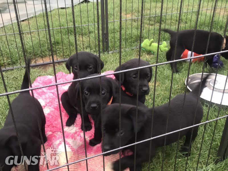 First class Labrador puppies in 