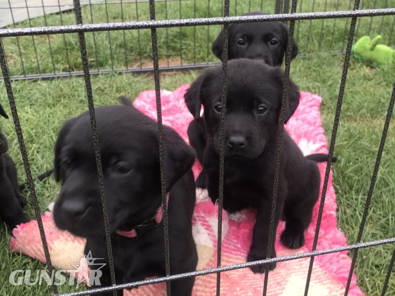 First class Labrador puppies - {CATEGORY}