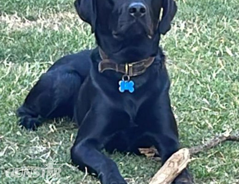 First class Labrador puppies