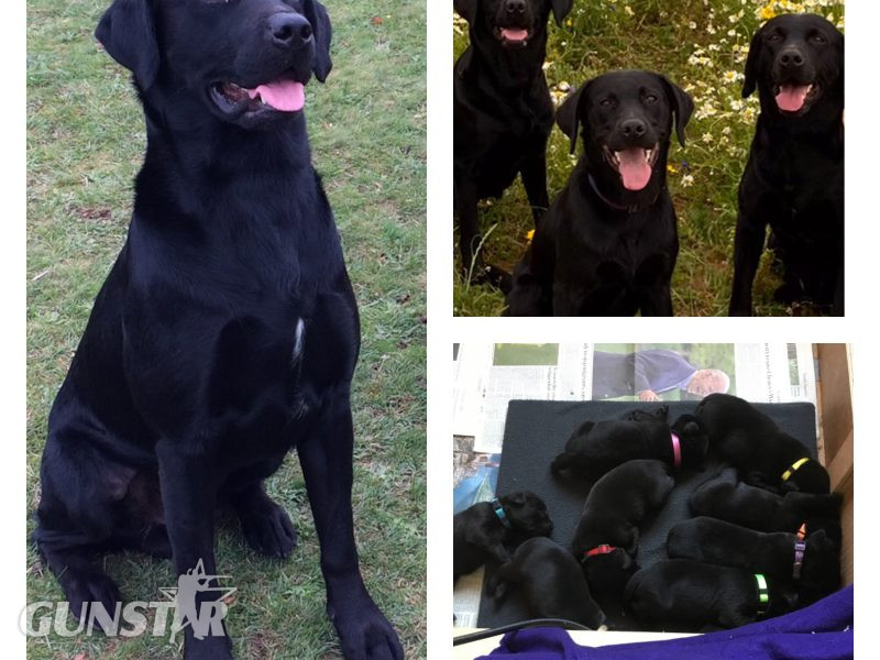 First class Labrador puppies - {CATEGORY} in 