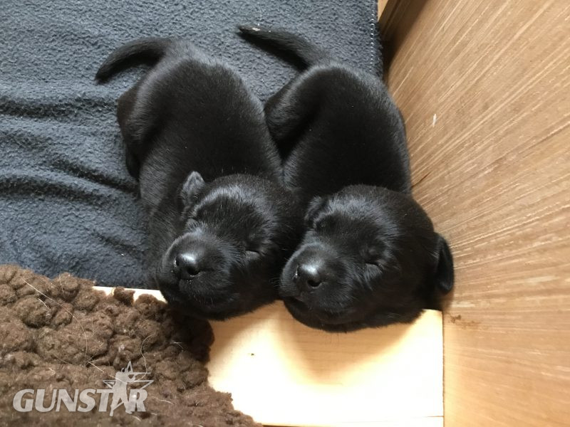 First class Labrador puppies 