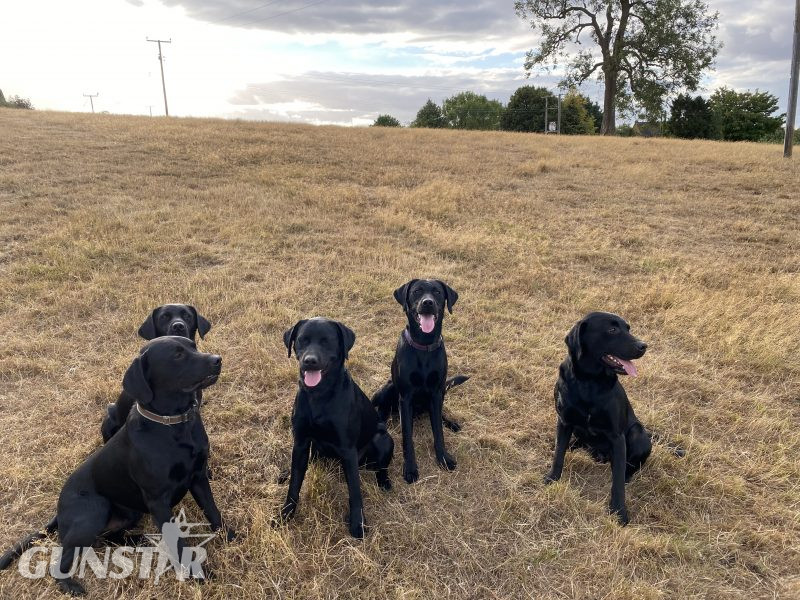 First class Labrador puppies
