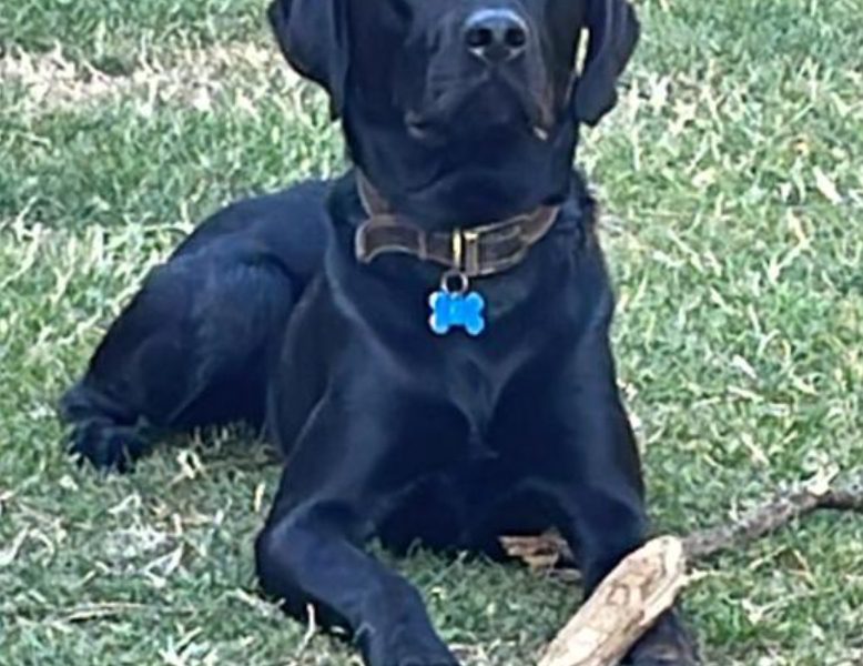  First class Labrador puppies