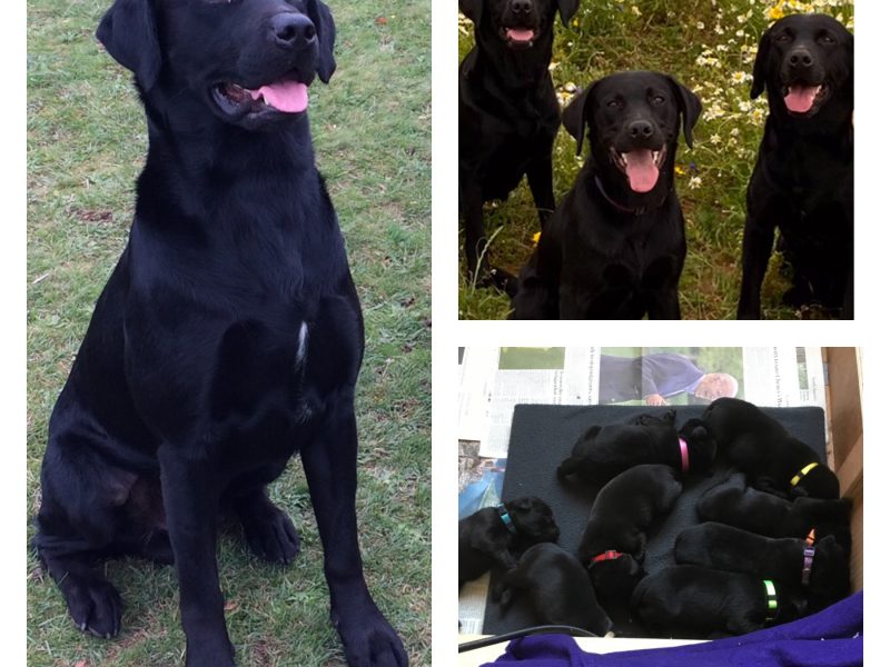 First class Labrador puppies - {CATEGORY} in 