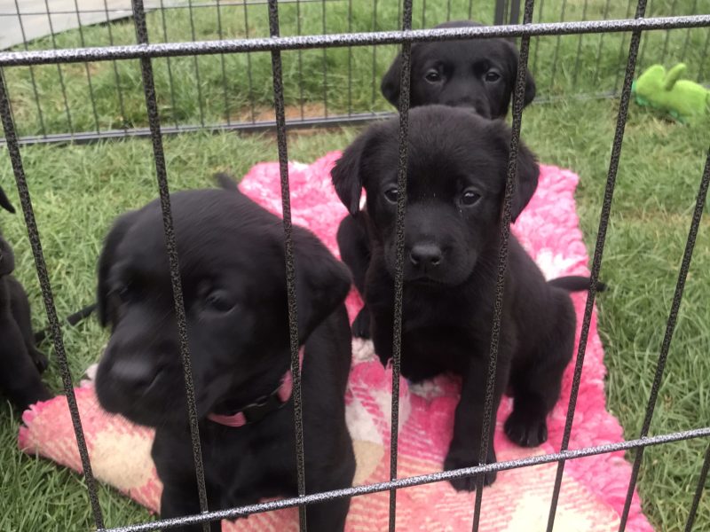 First class Labrador puppies - {CATEGORY}