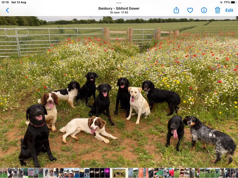 {CATEGORY} - First class Labrador puppies in 