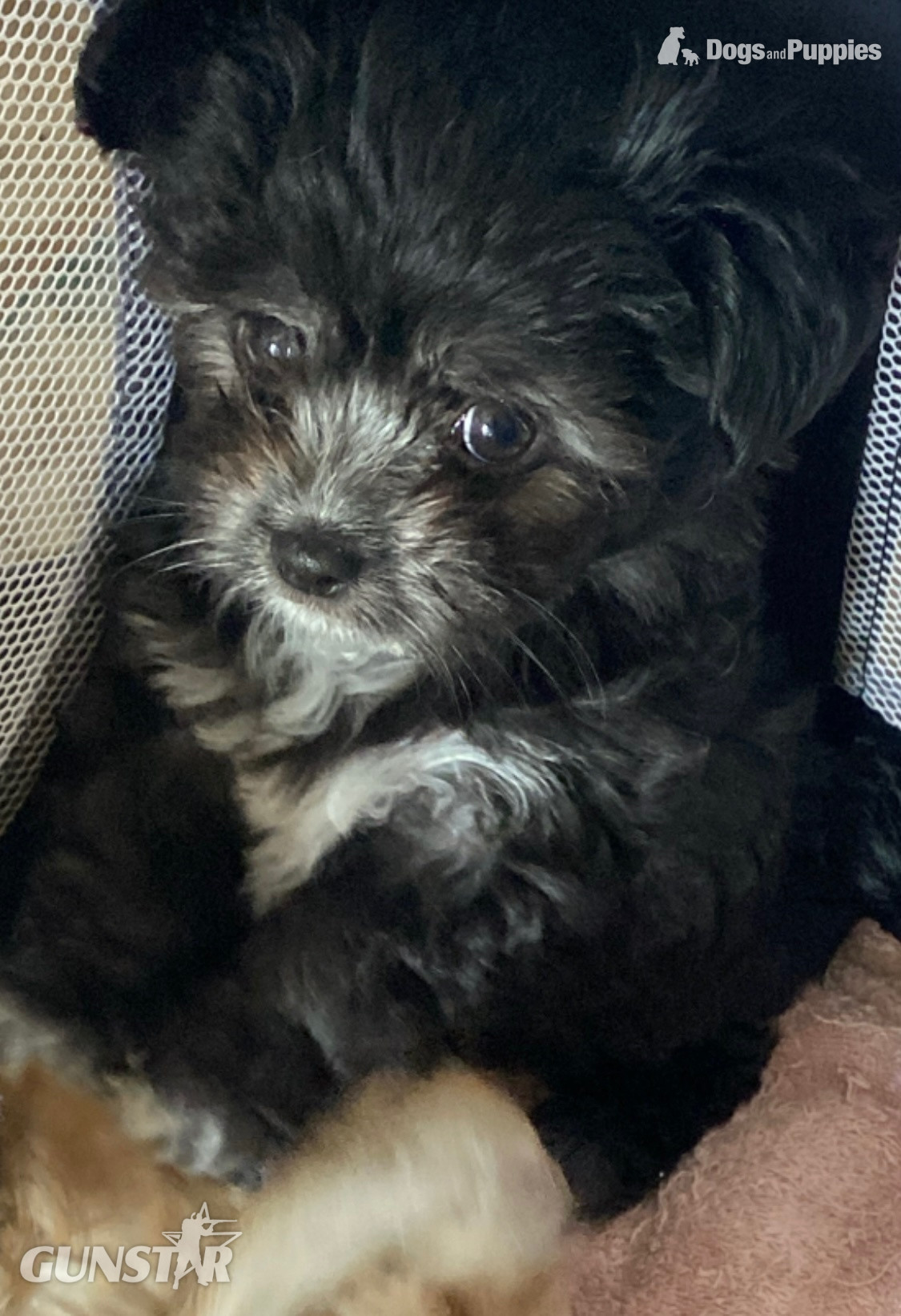 Beautiful Blue and white Maltese x chihuahua. in 