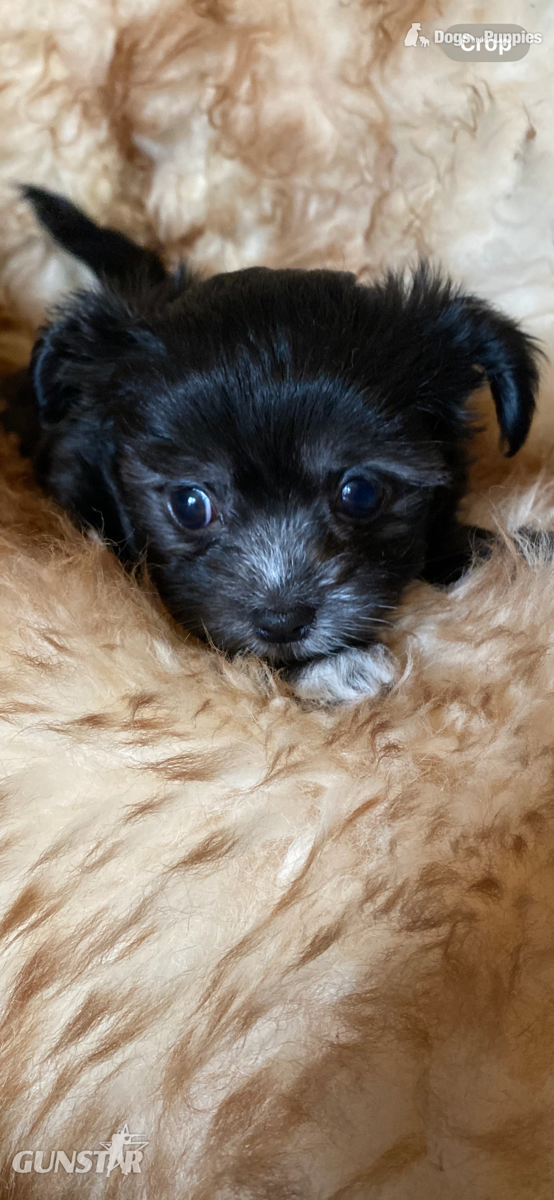 Beautiful Blue and white Maltese x chihuahua.