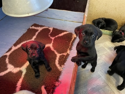 2 black lab puppies for sale