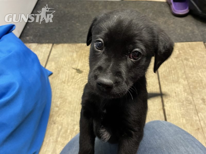 2 black lab puppies for sale - {CATEGORY} in 