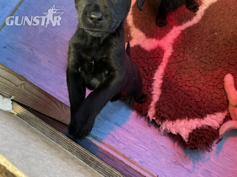  2 black lab puppies for sale