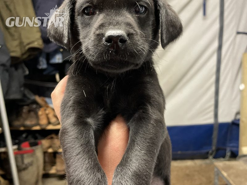 2 black lab puppies for sale 