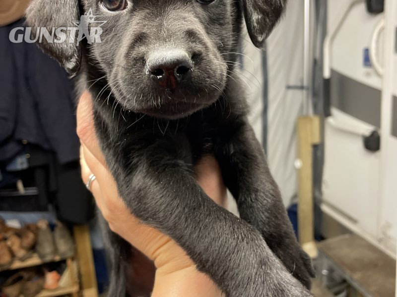 {CATEGORY} - 2 black lab puppies for sale in 