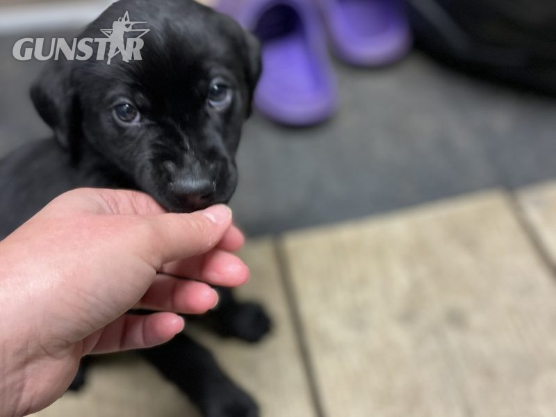 2 black lab puppies for sale - {CATEGORY}