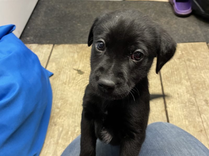 2 black lab puppies for sale - {CATEGORY} in 