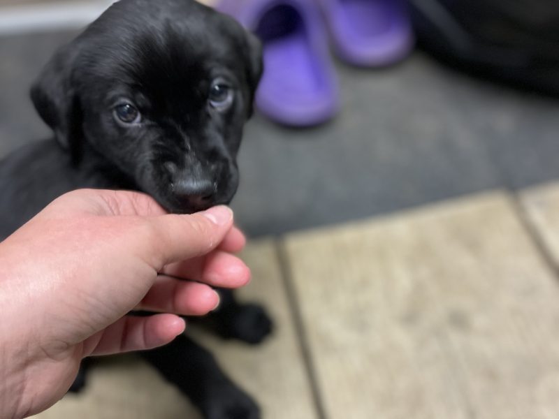 2 black lab puppies for sale - {CATEGORY}