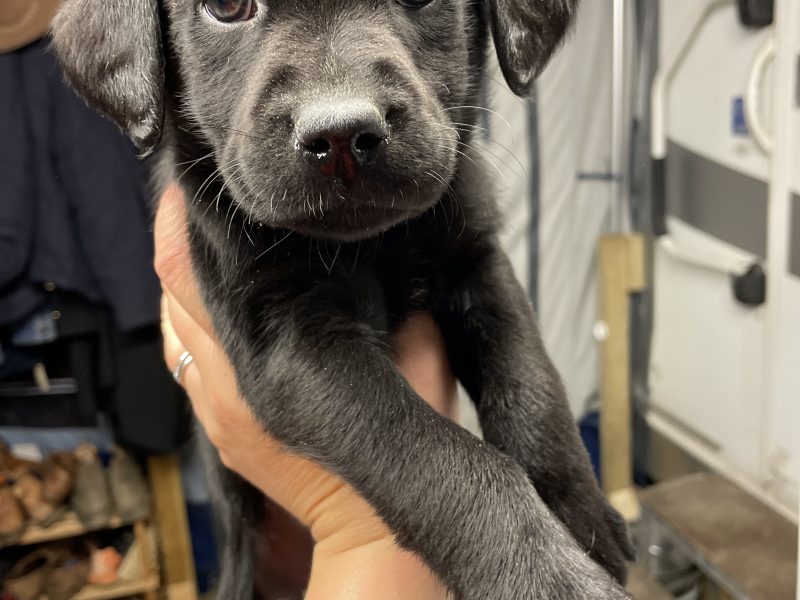 {CATEGORY} - 2 black lab puppies for sale in 