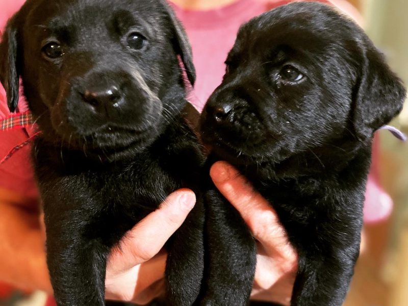 WORKING LABRADOR PUPPY - DOG - {CATEGORY}