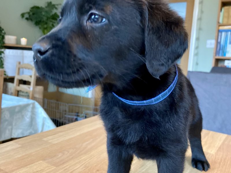 {CATEGORY} - WORKING LABRADOR PUPPY - DOG in 
