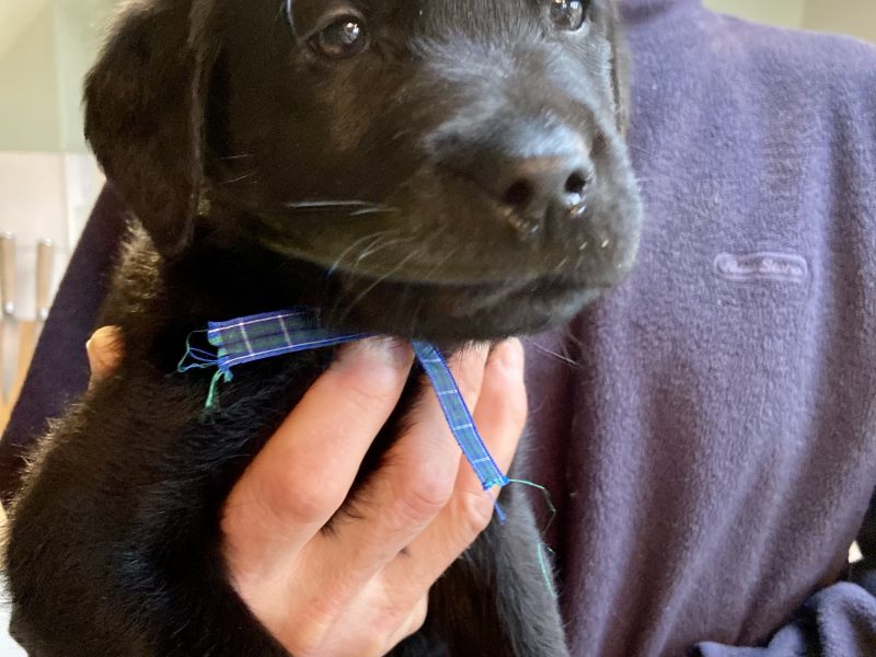 {CATEGORY} - WORKING LABRADOR PUPPY - DOG