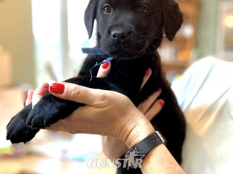 WORKING LABRADOR PUPPY - DOG in 