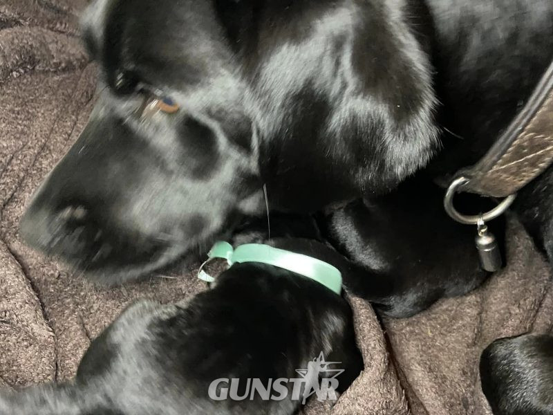 WORKING LABRADOR PUPPY - DOG - {CATEGORY} in 